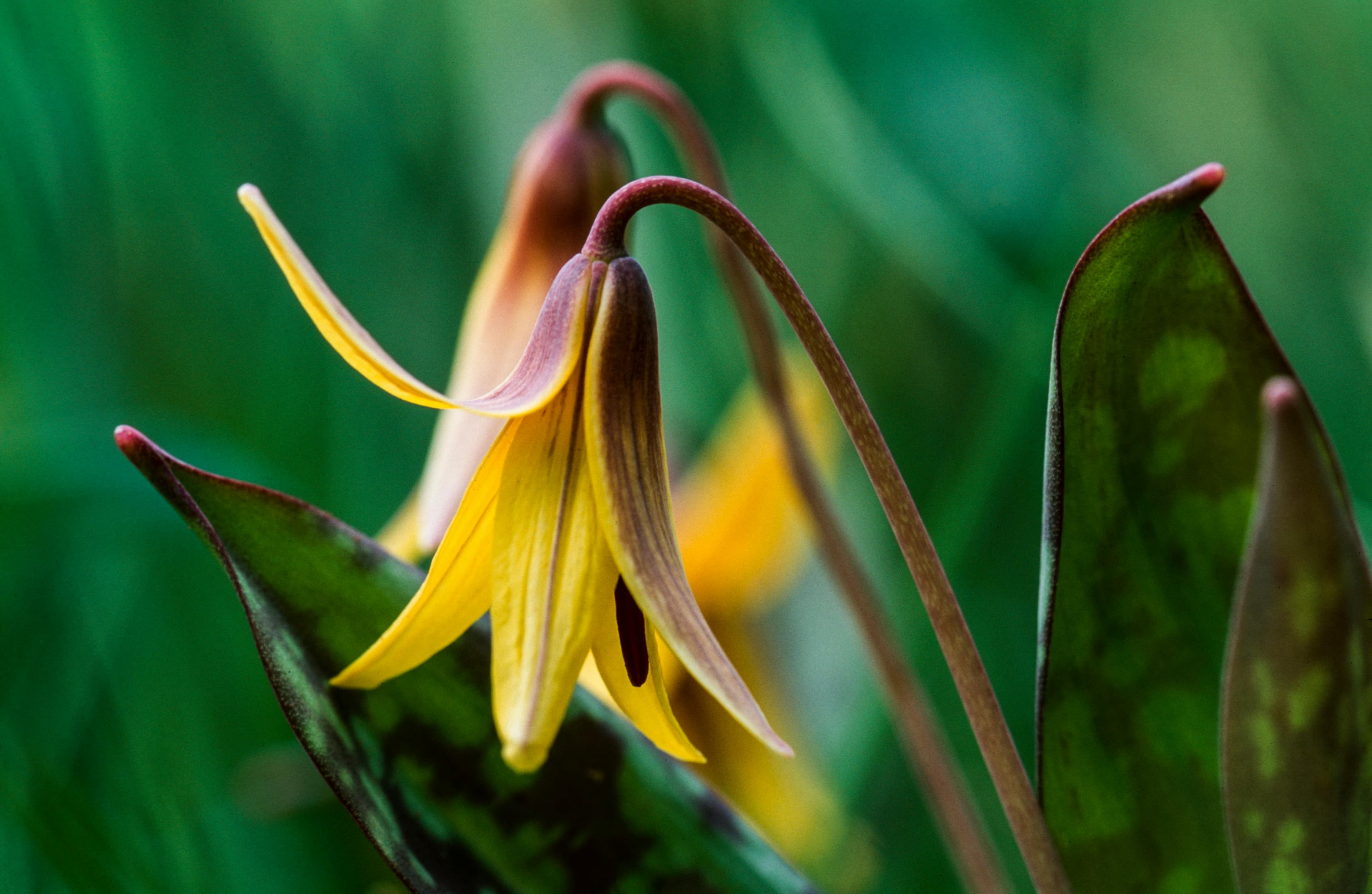 A close-up of delicate yellow flowers with curved petals against a green background.