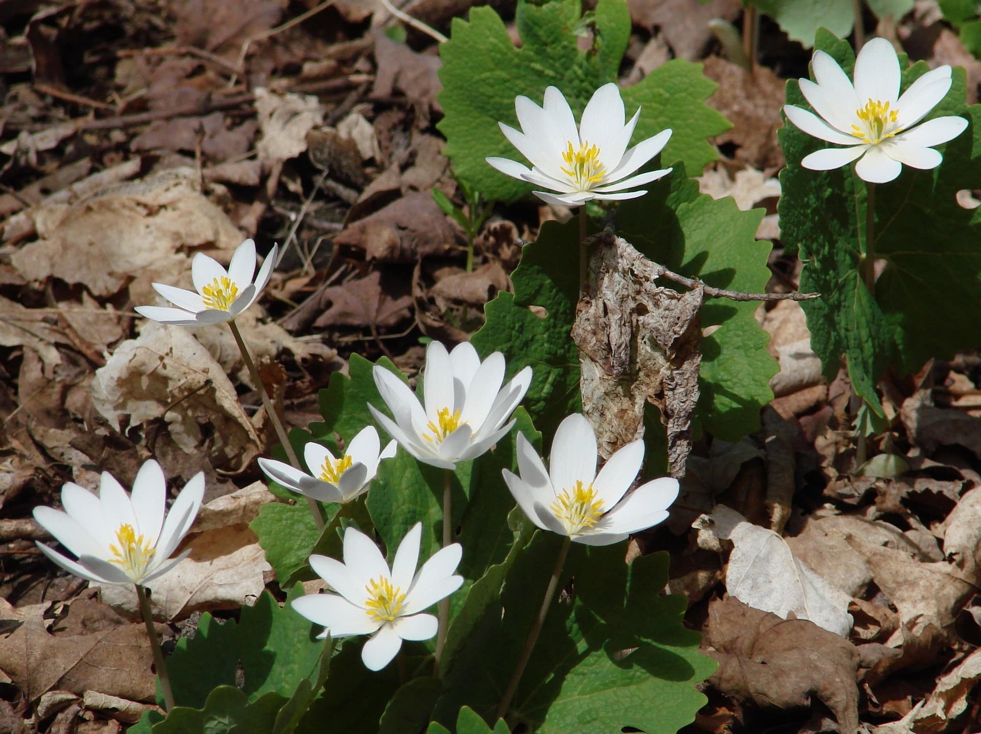 A cluster of white flowers with yellow centers grows among green leaves and dry leaves on the forest floor.