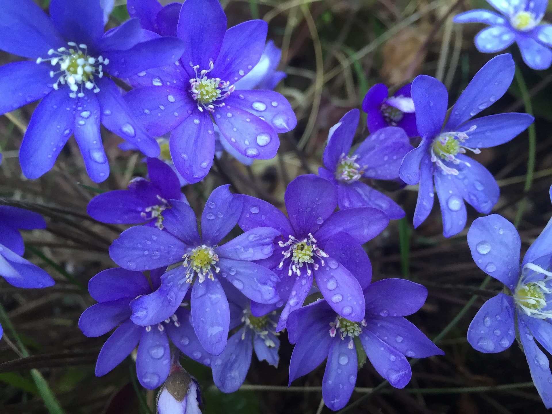 A cluster of vibrant purple flowers covered in dew drops.