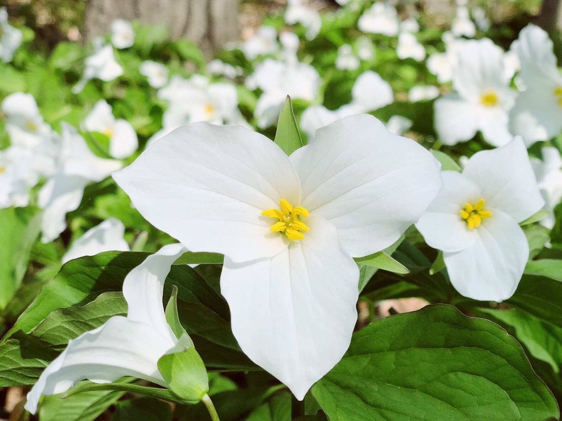 A close-up of a white trillium flower surrounded by green leaves and more blossoms. A close-up of a white trillium flower surrounded by green leaves and more blossoms.