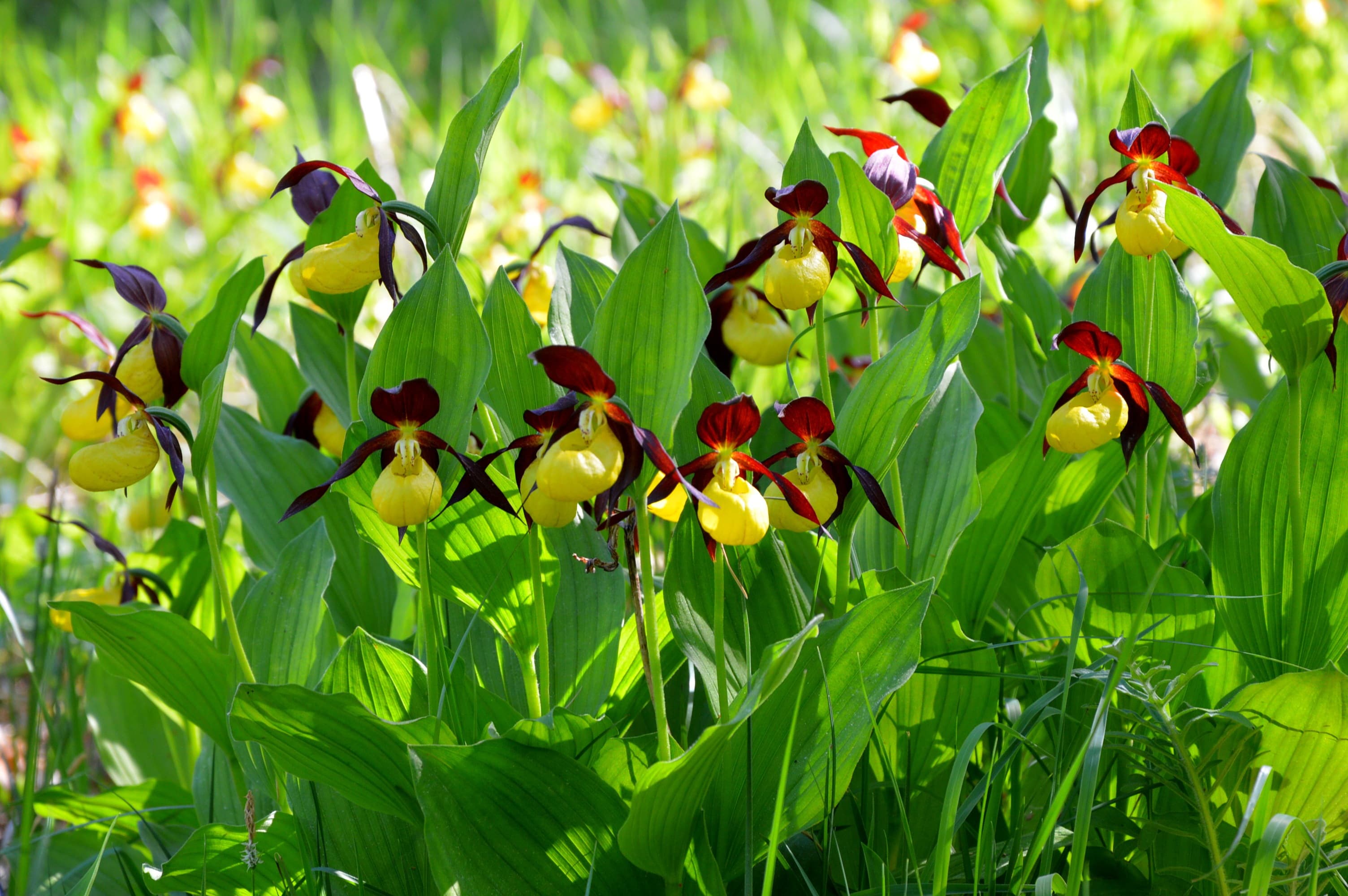 A vibrant cluster of yellow and red orchids surrounded by lush green foliage.