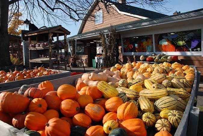 A farmer's market display featuring an array of colorful pumpkins and gourds.