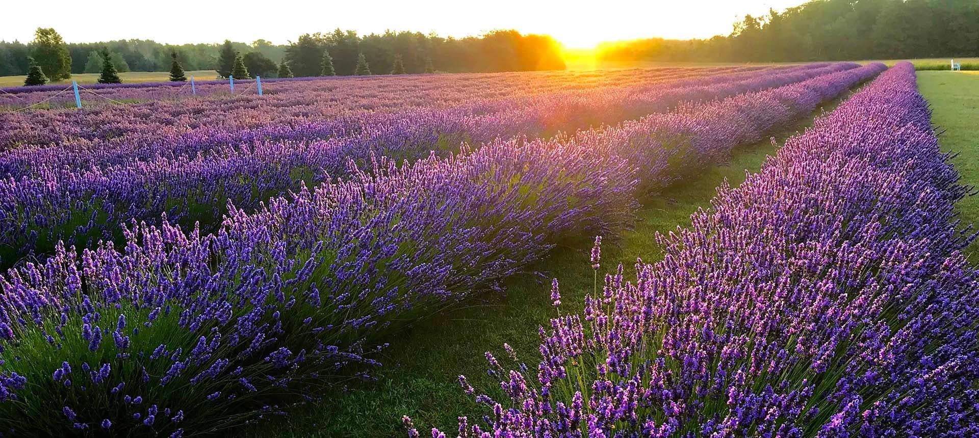 lavender field at sunset