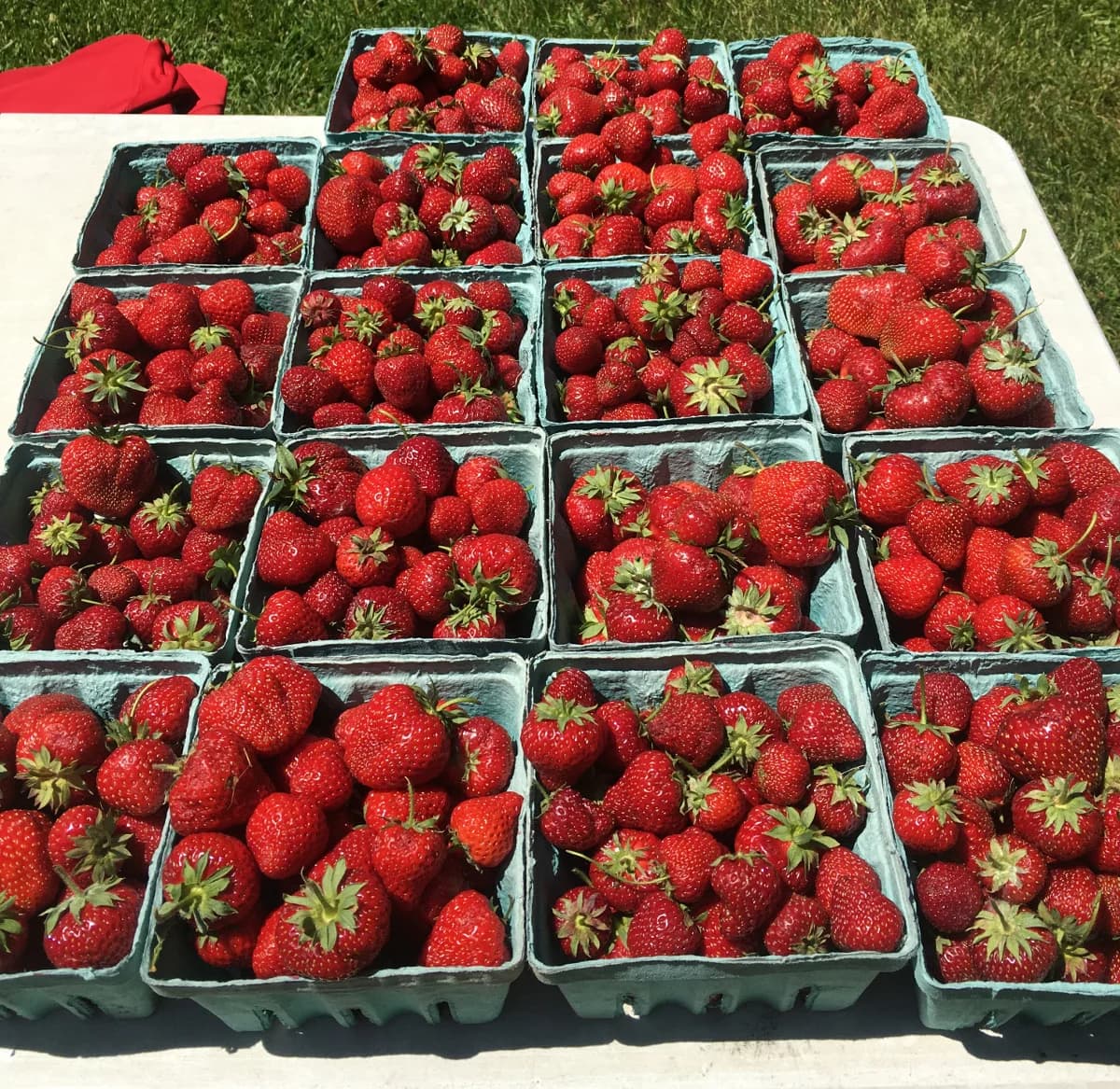 fresh strawberries