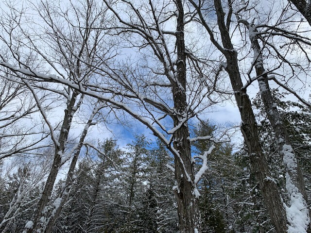 A glimpse of blue sky on a February day at Three Springs Land Trust.