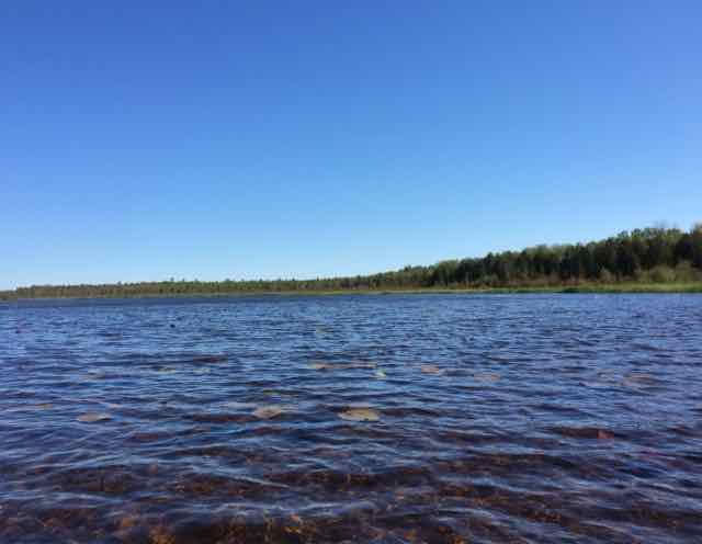 Lily pads float in Mud Lake.