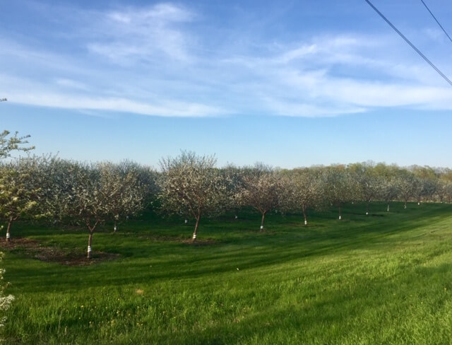 Cherry orchard in bloom