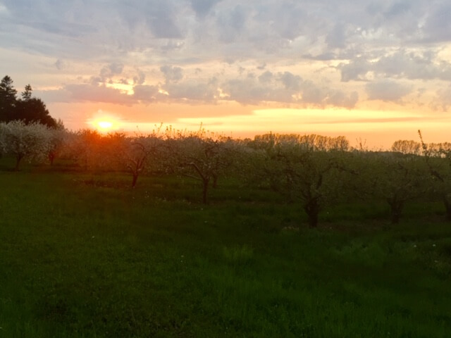 The sun sets over Door County cherry blossoms. 