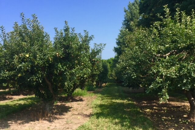 Apple orchard row