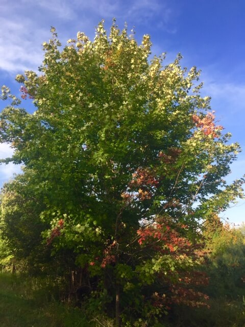 Evidence of the coming fall season slowly creeps onto Door County trees.