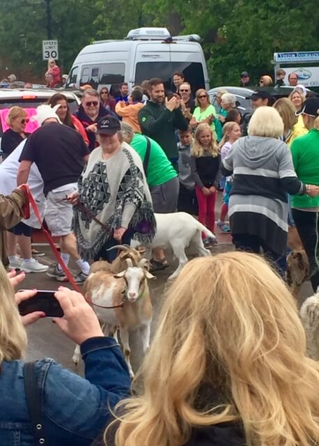 The goat parade