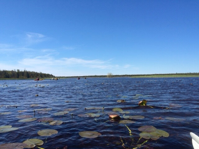 Lilypads in blue waters