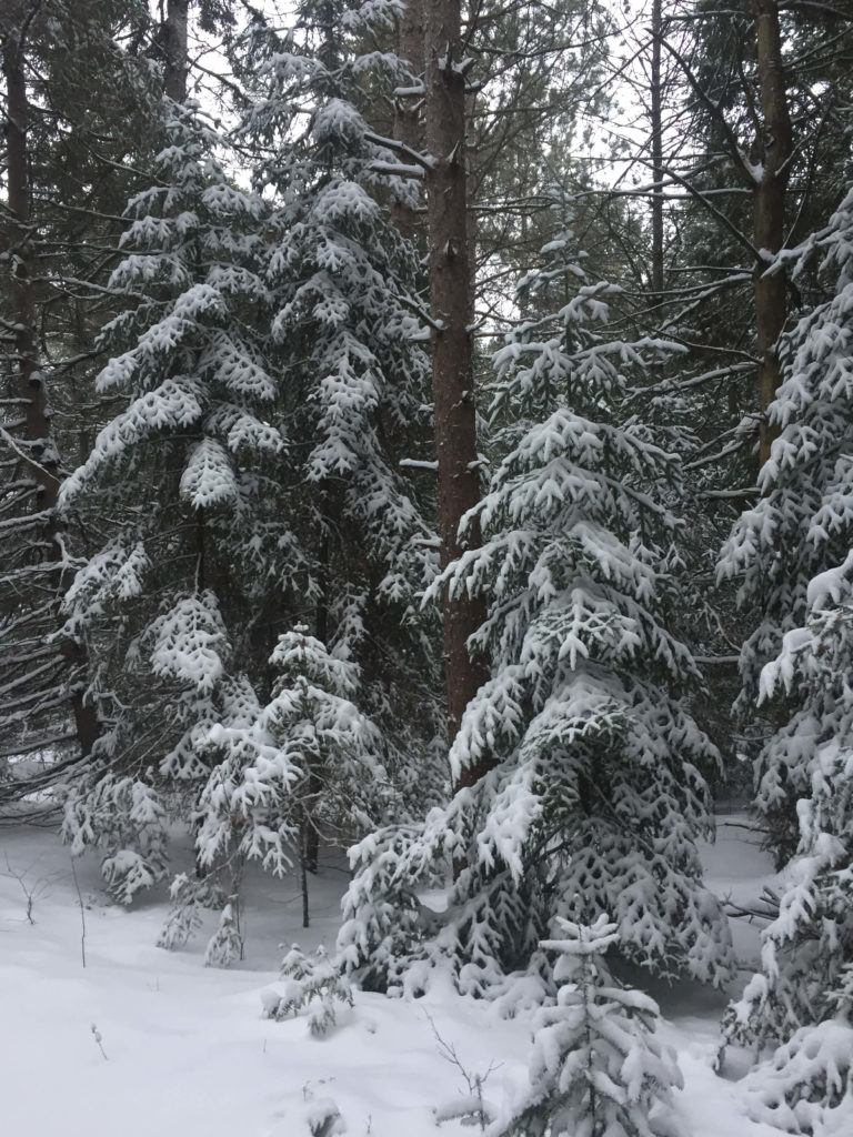 Snowy Door County woods by candlelight are twice as nice.