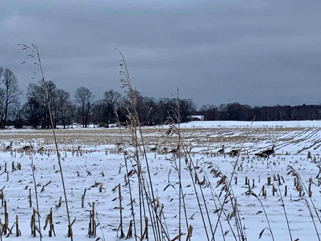 Canada geese rest in a field near Sister Bay.