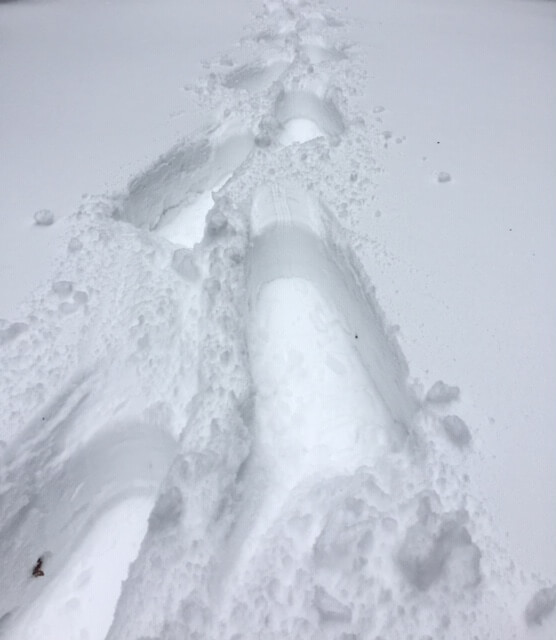 Snowshoe tracks