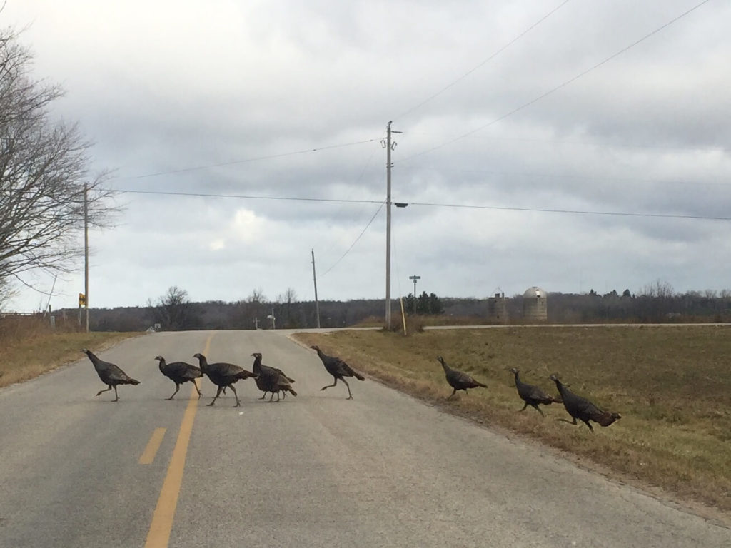 Why did the turkey cross the road?