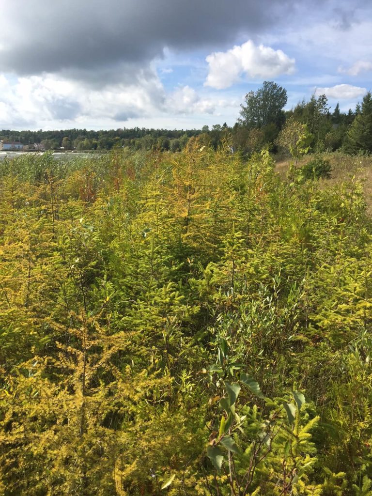 Evergreens at Ridges Beach